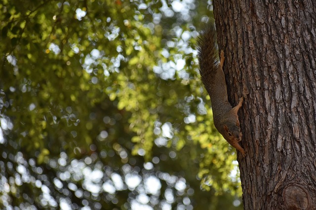 的动作来获 的动作来获